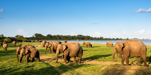 nws-sri-lanka-elephant-gathering-minneriya
